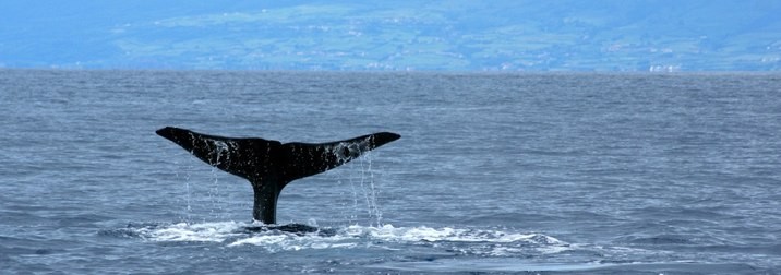 Azores:Ballenas y Delfines. 