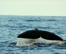 Azores:Ballenas y Delfines. 