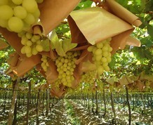 Vivir el vino, Peñafiel Ribera del Duero