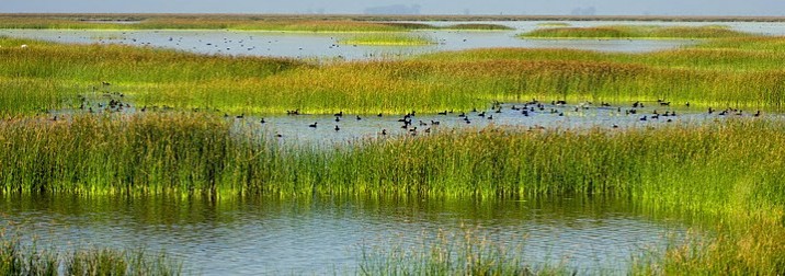 Parque de Doñana Puente de la Inmaculada