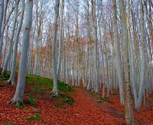 Nochevieja a los pies del Moncayo