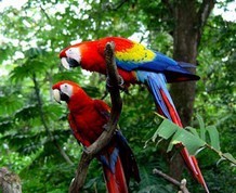 Costa Rica, el canopy aventurero 