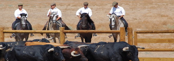 Toro bravo, caballos, flamenco y jamón: el Jerez auténtico