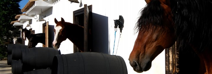 Una historia de caballos y vinos en el Priorat