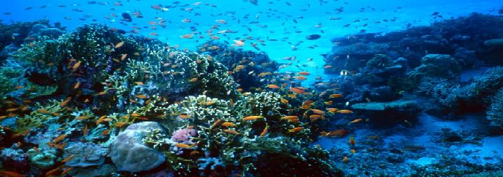 Buceo en el Mar Rojo.