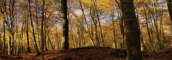 Senderismo en el Montseny