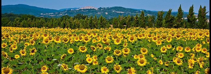 Bajo el sol de la Toscana