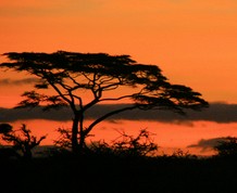 Tanzania safari truck, lunes último día para apuntarse