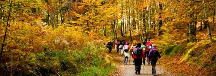 Selva de Irati: Bosques mágicos de Navarra