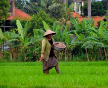 Indonesia, Bali viaje para Solteros