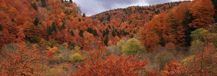 Puente de la Almudena en la Selva Irati. Otoño en los bosques navarros.