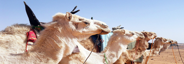 Tesoros de Jordania con Aqaba