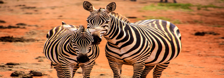 Kenya, fauna y sabanas