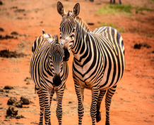 Kenya, fauna y sabanas