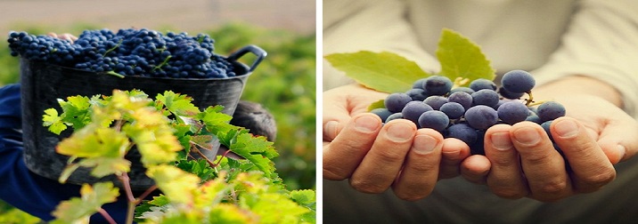 Vendimia en la Ribera del Duero