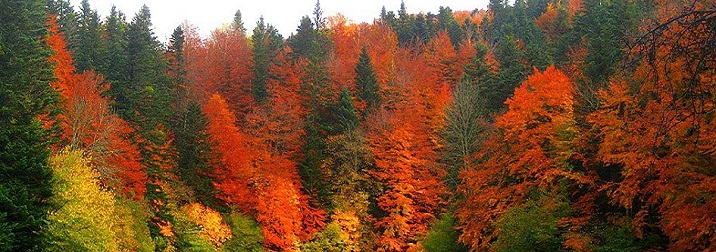 Los colores del Otoño en Irati