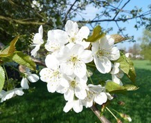 Valle del Jerte en flor