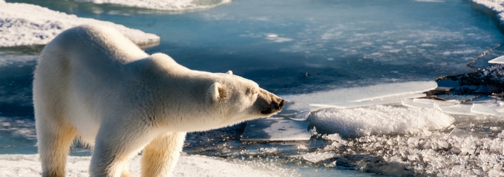 Expedición al Polo Norte: Svalbard