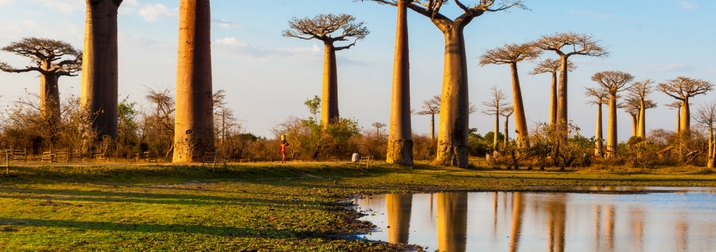 Octubre en Madagascar: Fauna y flora únicos en el Mundo