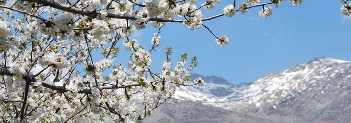 Valle del Jerte en flor