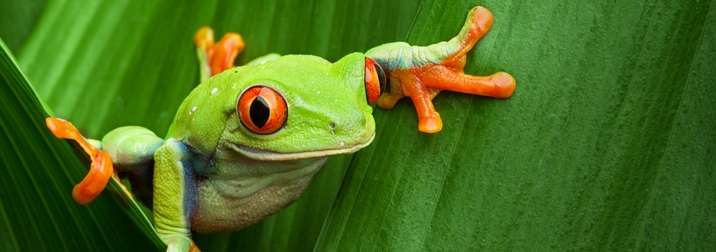 Costa Rica: Pura Vida