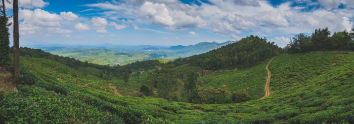 India Sur: Fin de año en Kerala