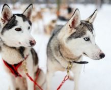 Laponia Noruega ¡En busca de la Aurora Boreal!