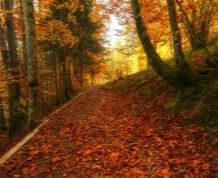 Puente: Los Colores del Otoño en Irati