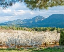 Marzo: El Valle del Jerte en flor