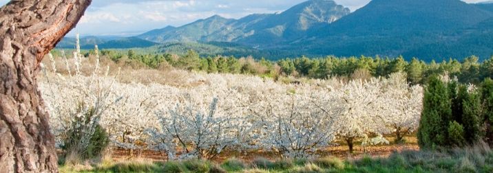 Marzo: El Valle del Jerte en flor