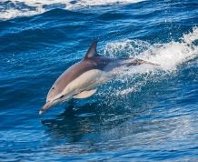 Azores en familia.¡Descubre el secreto mejor guardado del Atlántico!