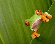 Costa Rica: Naturaleza, aventura y Pura Vida