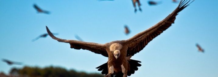 Safari en la Reserva de Boumort en pleno Pirineo