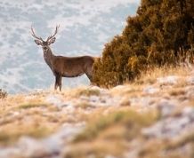 Safari en la Reserva de Boumort en pleno Pirineo