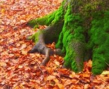 Puente Octubre Navarra Mágica y la Selva de Irati en Otoño. PLAZAS AGOTADAS