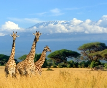 Parques y Safaris en KENIA