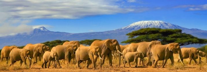 Safari en Tanzania: en busca de los 5 grandes