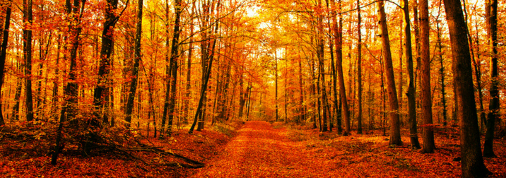 Puente de noviembre. La magia del otoño en Irati