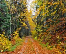 Puente de noviembre. La magia del otoño en Irati